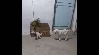 Cute goat vs cute Kitten