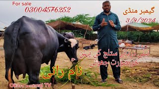 neeli dariyai satluj ki khubsurat choti for sale Okara Animal TV 03004576252 .3/9/2024