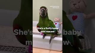 Playing with mini macaws Ara severus #shorts