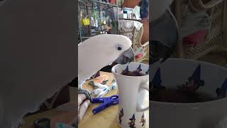 Cockatoos drink tea ??