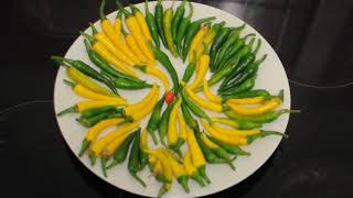 Chilli harvest November 2020 - yellow cayenne