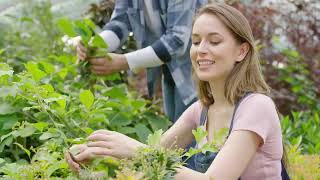 Transform Your Indoor Garden: The Self-Watering Planter Solution