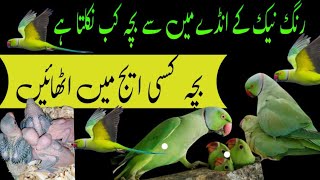 ringneck ke Ande mein se baccha kab nikalta hai / breeding tips / Urdu Hindi