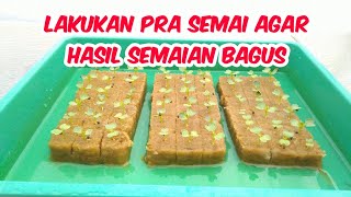 CARA PRA SEMAI PAKCOY AGAR SEMAIAN MERATA || Pakcoy Hidroponik