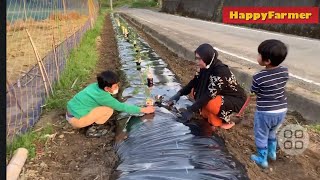 Panen Tomat Ijo Bersama papa mama