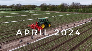 Spring 2024, Lettuce - Holmeswood, Lancashire