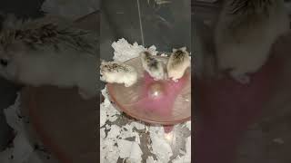 Cute and funny pets hamster _ (3)