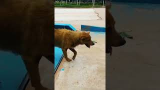 #🤣🤣🤣 #funnyvideos #fypage #animals #catsoftiktok #dog #wee #funny #shorts