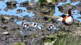 Canadian geese with chicks | newborn ducks chicks swimming in water