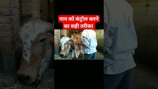 गाय को कन्ट्रोल करने का तरीका ।। Restraining of Cow 🐄 #veterinary Dr Suresh Jangir ।।