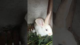 Kasian Kaki kelincinya sakit #rabbit