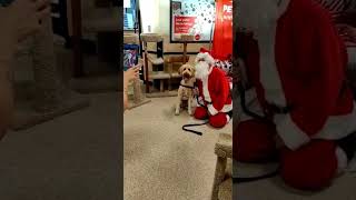 Pet Smart Vancouver / A picture with Santa