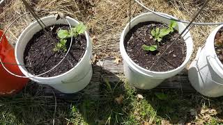 the endless tomatoe stake