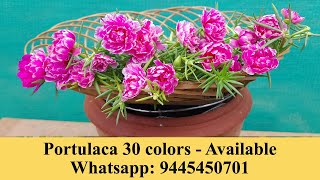 Portulaca 30 colors for sale online - Pathumani Poovu - Moss Rose -| Whatsapp : 9445450701