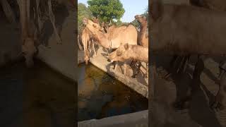 Camel Drink Water With Cute Baby #animal #viralvideo #youtube #ytshorts #camel