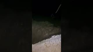 Night Fishing Carp! #shorts #subscribe #river #fish ##carpfishing