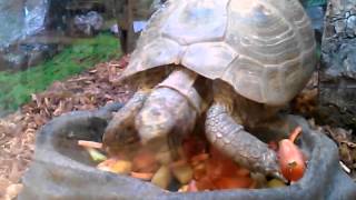 Tortoise eating a salad @ petsmart