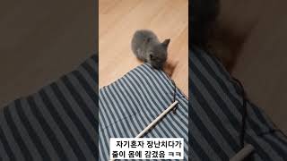 혼자 장난치다 낚시줄에걸린  고양이. 줄에 감긴 러시안블루 ㅋㅋㅋ