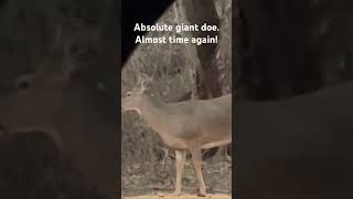 Giant doe