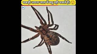 मकड़ी अपना जाल मे क्यू नही फसते हैं 🕷️🕸️ | #shorts #spider #tending