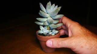 Pachyphytum compactum Rose