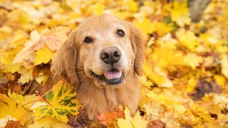 Exploring Golden Retriever Energy Levels - How Active Are They?