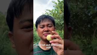 Cari Buah Liar Di Hutan Jepang#vlogdijepang