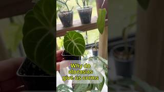 Why do alocasias give us corms ? #plantlove #indoorplants #shorts #houseplants #plantcare