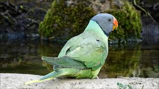 slaty headed parakeet 3