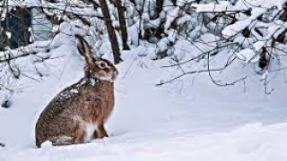 Полювання на зайця 🐰сезон 2019 року...