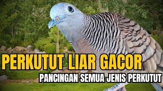 Perkutut Alam Liar Gacor Sekali Putar - Suara Panjang, Lawan Emosi