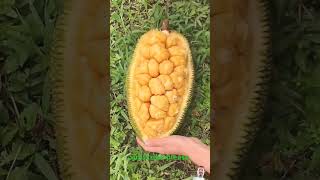 amazing fruit in