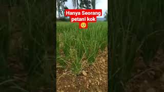 Hanya Seorang Petani bawang merah, Jangan di hina ya kawan 🥺