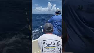 Mahi Mahi Fishing in Belize (Ambergris Caye)