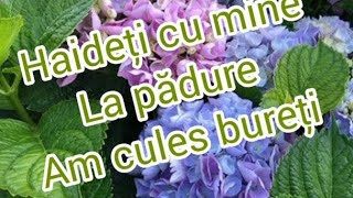 Haideți cu mine la bureți (prin pădure )