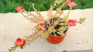 orange protulaca flowers in mug.Grow in small mug or cup