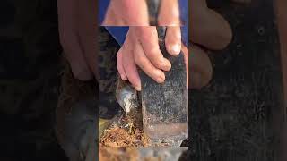 Donkey hoof repair: clean the dirt from the donkey's hoof! Satisfying