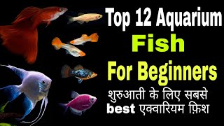 Top 12 Aquarium fish for beginners #aquariumfishes #top10 #trending  #short Tankmates