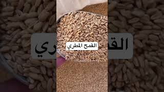 القمح المطري