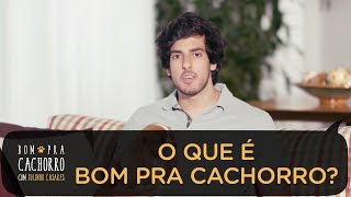 O QUE É BOM PRA CACHORRO PARA VOCÊ? | BOM PRA CACHORRO