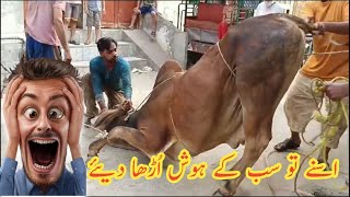 Dangerous cow Qurbani eid ul azha 2024 | Dangerous cow video