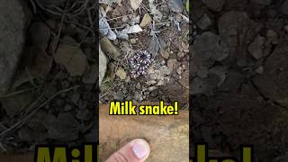 Finding SNAKES Under Rocks!!