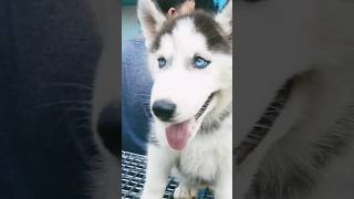 Siberian husky in kolkata pet market #ytshorts #shortsfeed #petlover #dogs #akbaronthego