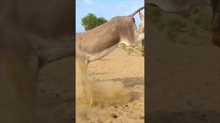 omg#donkey #challenge #shortvideo