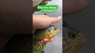 Not what I was trying to catch #fishing #catchandrelease #creekfishing #sunfish #shorts #flight