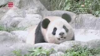 Amazing China Stories of Panda - Accompany you home