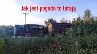 Jak jest pogoda to latają