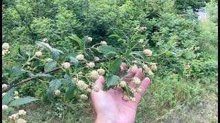 July 4 Food Forest Foray