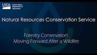 Forestry Conservation: Moving Forward After a Wildfire