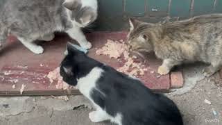 Котики Life of 4 cats. 16 сентября 2024 г кормлю уличных котиков как обычно в 18 часов, они ждут